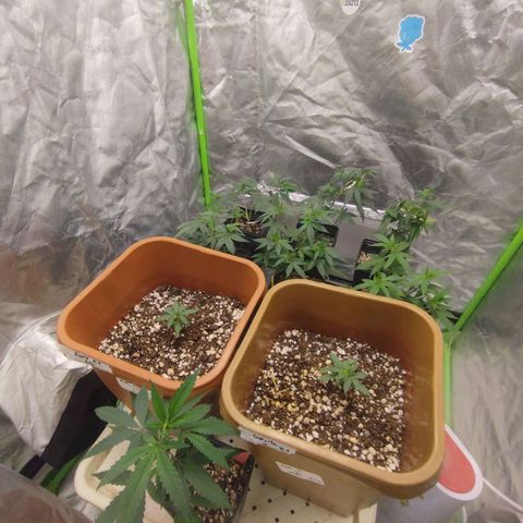 Lemonzinho 2.0  growlog timeline photo