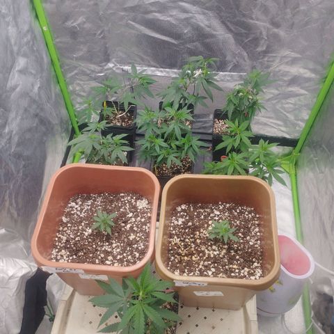 Lemonzinho 2.0  growlog timeline photo