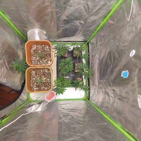 Lemonzinho 2.0  growlog timeline photo