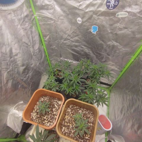 Lemonzinho 2.0  growlog timeline photo