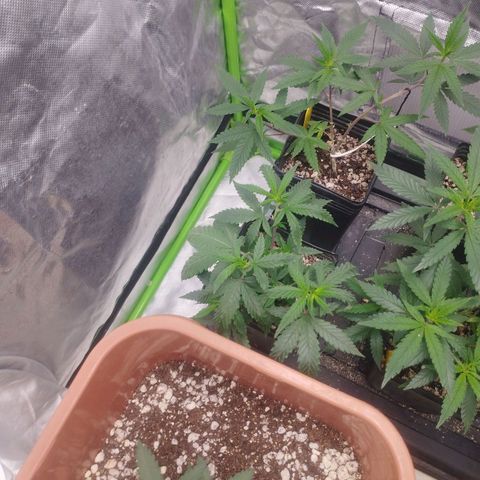 Lemonzinho 2.0  growlog timeline photo
