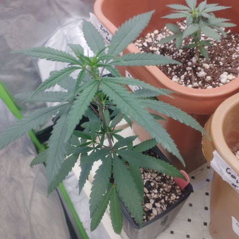 Gorilla Kush growlog timeline photo