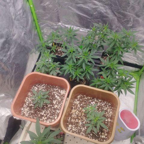 Gorilla Kush growlog timeline photo