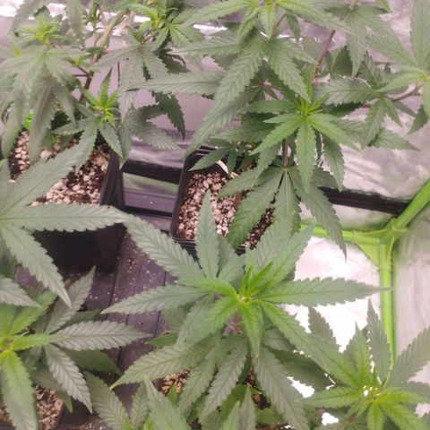 Gorilla Kush growlog timeline photo