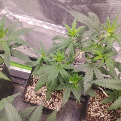 Lemonzinho 2.0  growlog timeline photo