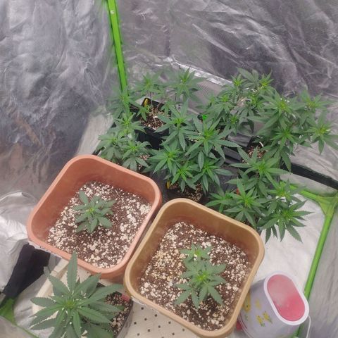 Lemonzinho 2.0  growlog timeline photo