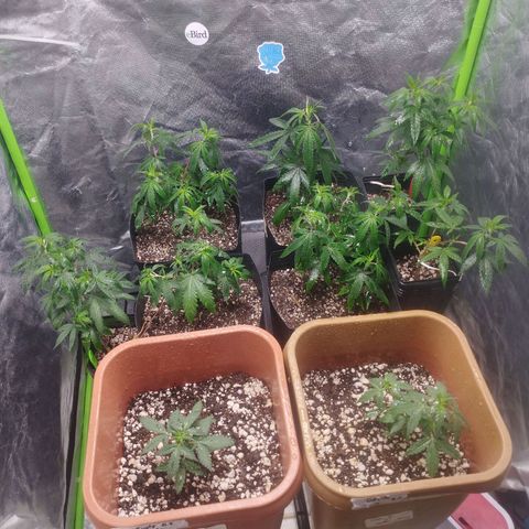 Lemonzinho 2.0  growlog photo: New setup