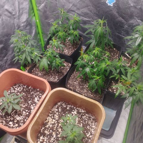 Lemonzinho 2.0  growlog photo: New setup
