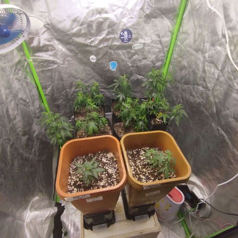 Lemonzinho 2.0  growlog photo: New setup