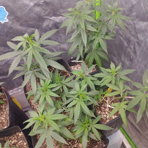 Gorilla Kush growlog photo: So Healthy