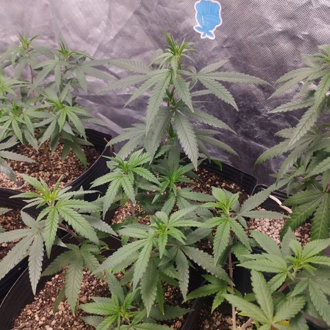 Gorilla Kush growlog photo: So Healthy