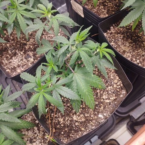 Lemonzinho 2.0  growlog photo: Deffinitivally a strain for cold climate... Cant handle a much hotness neither strong wind. But its better than her previous "grandma" 