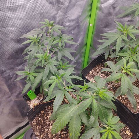Lemonzinho 2.0  growlog photo: Deffinitivally a strain for cold climate... Cant handle a much hotness neither strong wind. But its better than her previous "grandma" 