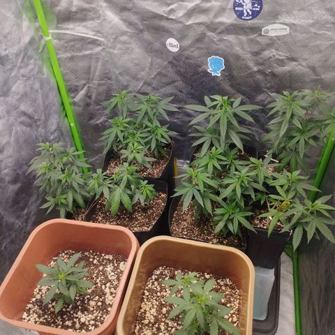 Lemonzinho 2.0  growlog photo: Everything working seamlessly... Next upgrade , an Oscillating fan!!! 