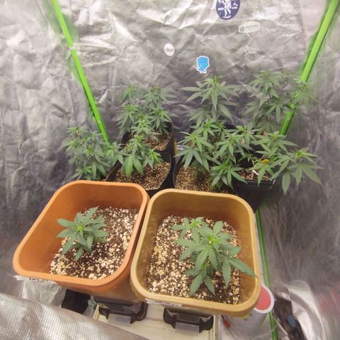 Lemonzinho 2.0  growlog photo: Everything working seamlessly... Next upgrade , an Oscillating fan!!! 