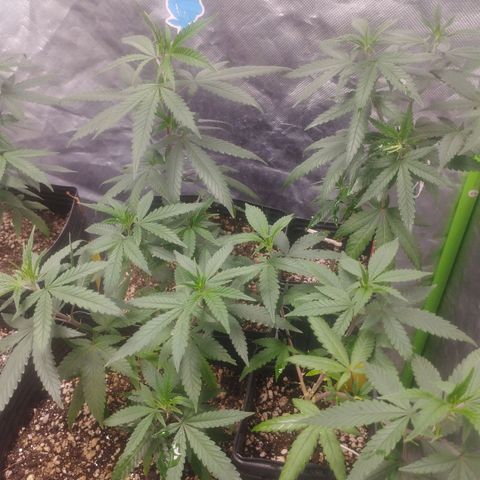 Gorilla Kush growlog photo: Bushier n strong. Nice one those Gorilllas