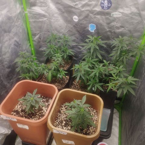 Lemonzinho 2.0  growlog photo: Easy n pease. Tudo padrao
