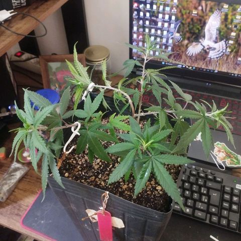 Lemonzinho 2.0  growlog photo: LST for alll