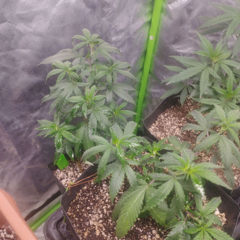 Lemonzinho 2.0  growlog photo: This strain is for sure a "cold one". Shes struggling with hot temps