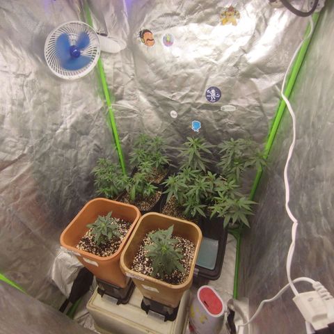 Lemonzinho 2.0  growlog photo: Easy n pease. Tudo padrao
