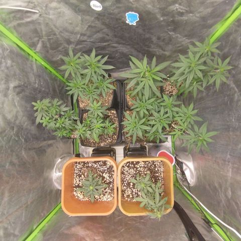 Lemonzinho 2.0  growlog photo: Easy n pease. Tudo padrao