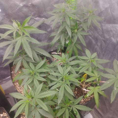 Gorilla Kush growlog photo: Bushier n strong. Nice one those Gorilllas