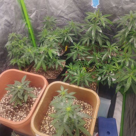 Lemonzinho 2.0  growlog timeline photo