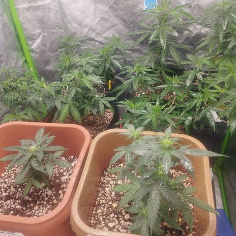 Lemonzinho 2.0  growlog timeline photo