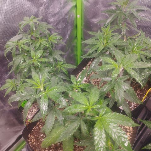Lemonzinho 2.0  growlog timeline photo