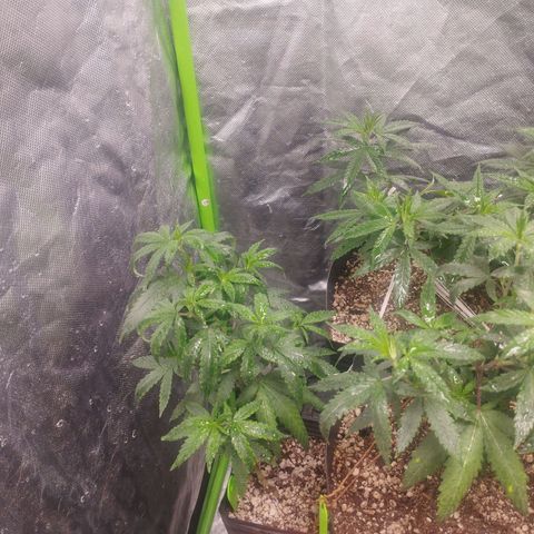 Lemonzinho 2.0  growlog timeline photo