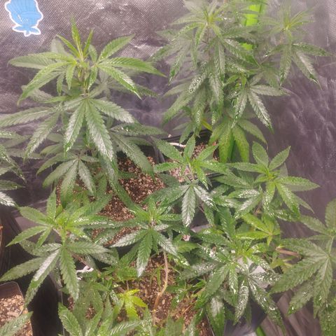 Gorilla Kush growlog timeline photo