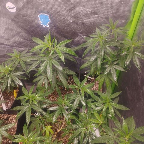 Gorilla Kush growlog timeline photo