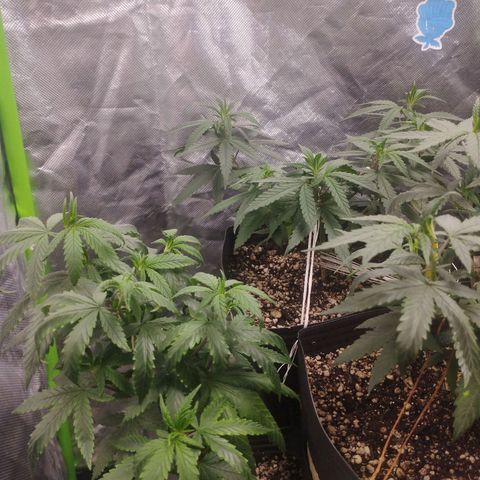 Lemonzinho 2.0  growlog photo: Some Curled leaves... Not the best strain for hot climates