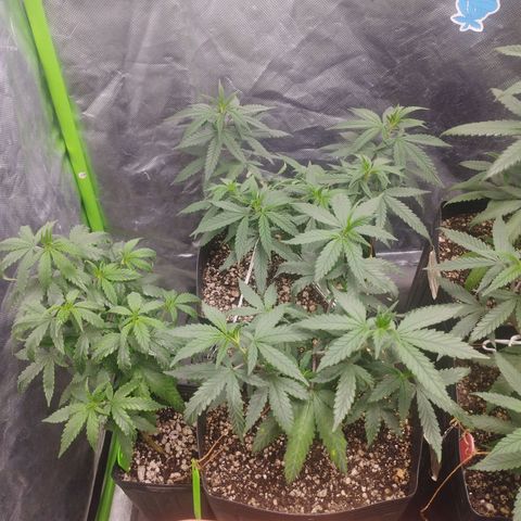 Lemonzinho 2.0  growlog photo: Some Curled leaves... Not the best strain for hot climates