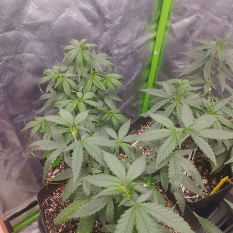 Lemonzinho 2.0  growlog photo: Some Curled leaves... Not the best strain for hot climates