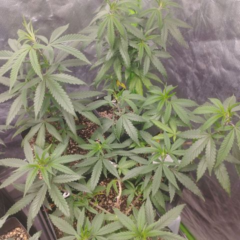 Gorilla Kush growlog photo: Really healthy!!! 
