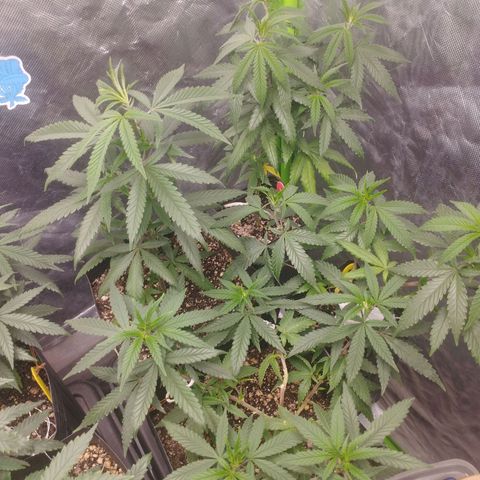 Gorilla Kush growlog photo: Really healthy!!! 
