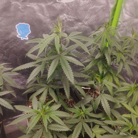 Gorilla Kush growlog photo: Really healthy!!! 