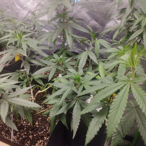 Gorilla Kush growlog photo: Really healthy!!! 