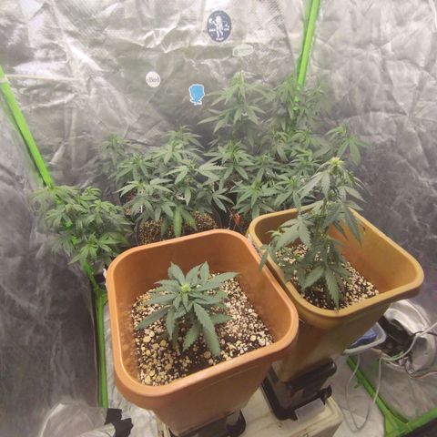Lemonzinho 2.0  growlog photo: Last days of Vegg. Seems healthy and ready for a flip