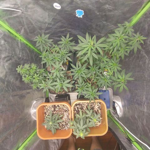 Lemonzinho 2.0  growlog photo: Last days of Vegg. Seems healthy and ready for a flip
