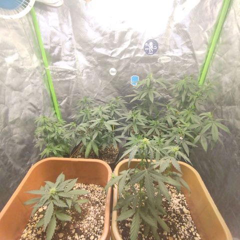 Lemonzinho 2.0  growlog photo: Last days of Vegg. Seems healthy and ready for a flip