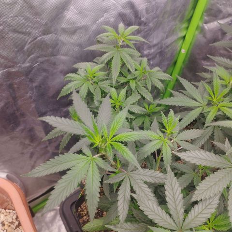 Lemonzinho 2.0  growlog timeline photo