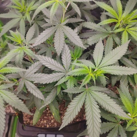Lemonzinho 2.0  growlog timeline photo