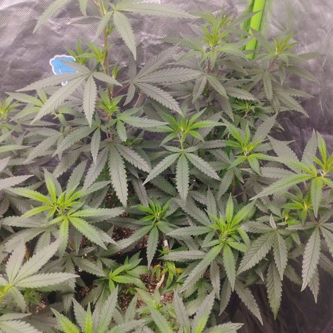 Gorilla Kush growlog timeline photo