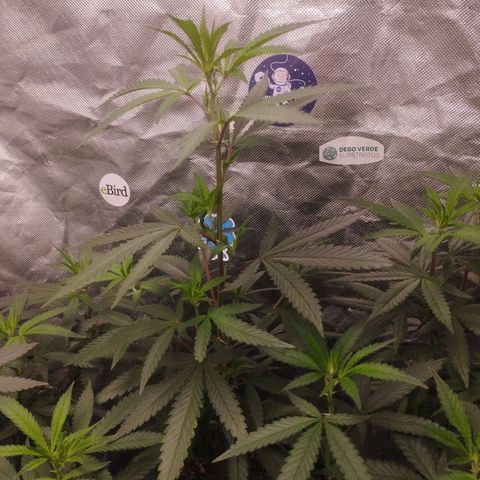 Gorilla Kush growlog timeline photo
