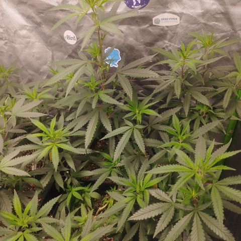 Gorilla Kush growlog timeline photo