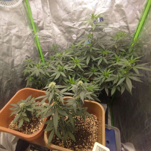 Lemonzinho 2.0  growlog timeline photo