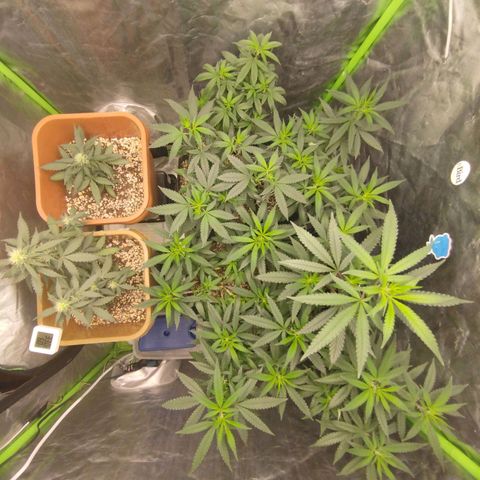Lemonzinho 2.0  growlog timeline photo