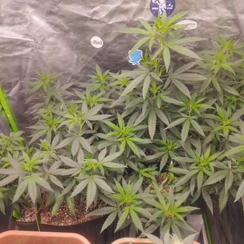 Lemonzinho 2.0  growlog timeline photo